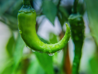 食堂蔬菜配送公司送货验收流程